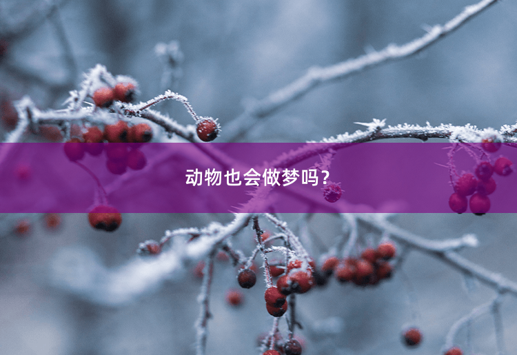 动物也会做梦吗？揭秘动物梦境的谜团-掌中文学