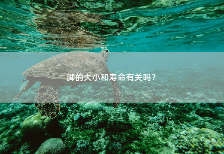 脚的大小和寿命有关吗？探讨脚的大小与寿命之间的潜在关联系-掌中文学