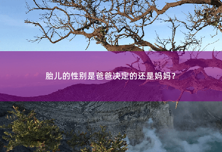 胎儿的性别是爸爸决定的还是妈妈？-掌中文学