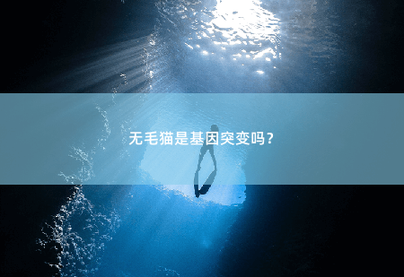 无毛猫是基因突变吗？-掌中文学