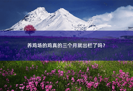 养鸡场的鸡真的三个月就出栏了吗？-掌中文学