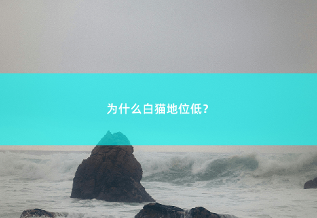 为什么白猫地位低？了解白猫地位低的原因-掌中文学