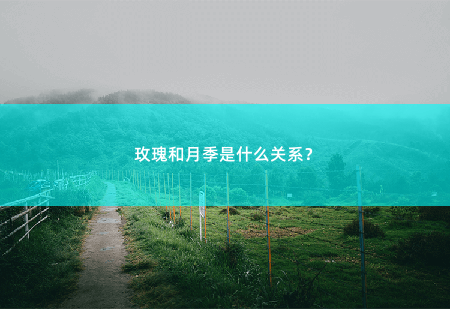 玫瑰和月季是什么关系？花语之谜-掌中文学