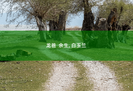 龙爸  余生, 白玉兰要被戴帽？-掌中文学