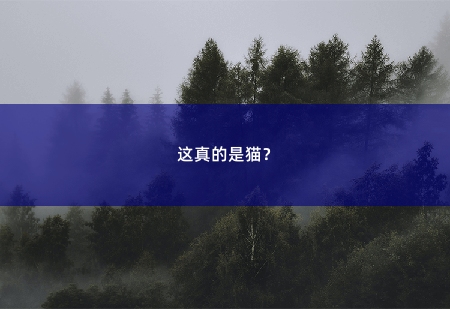 这真的是猫？鬼医下山-掌中文学